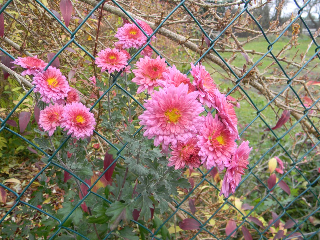 Peter discovered these flowers near the fence.