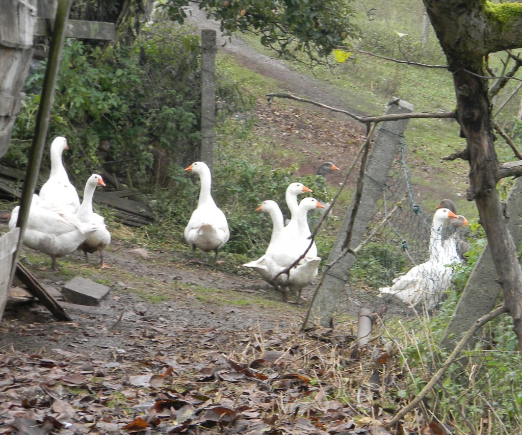 They go for an excursion through the village.