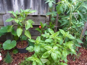 Luscious growth in our little backyard garden.