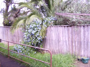 At the back of the house