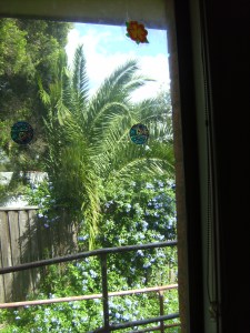 Looking out through the kitchen window
