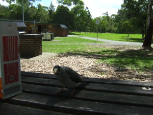 He's looking for something to eat