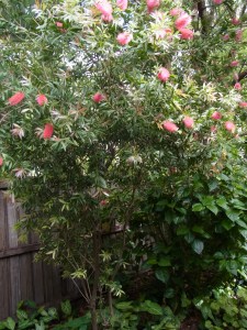 This grows at the back of our house. Birds love it!