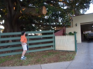 Peter ponders this section where obviously a branch was cut off that had been obstructing the neighbour's drive-way.