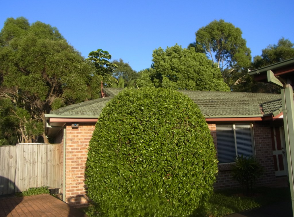 Coming Home from my Morning Walk