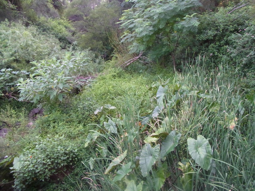 More and more stuff grows where supposedly some time ago a creek was happily flowing along.