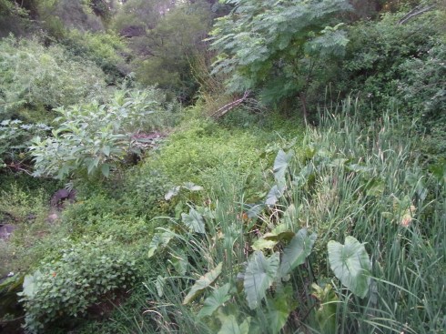 More and more stuff grows where supposedly some time ago a creek was happily flowing along.