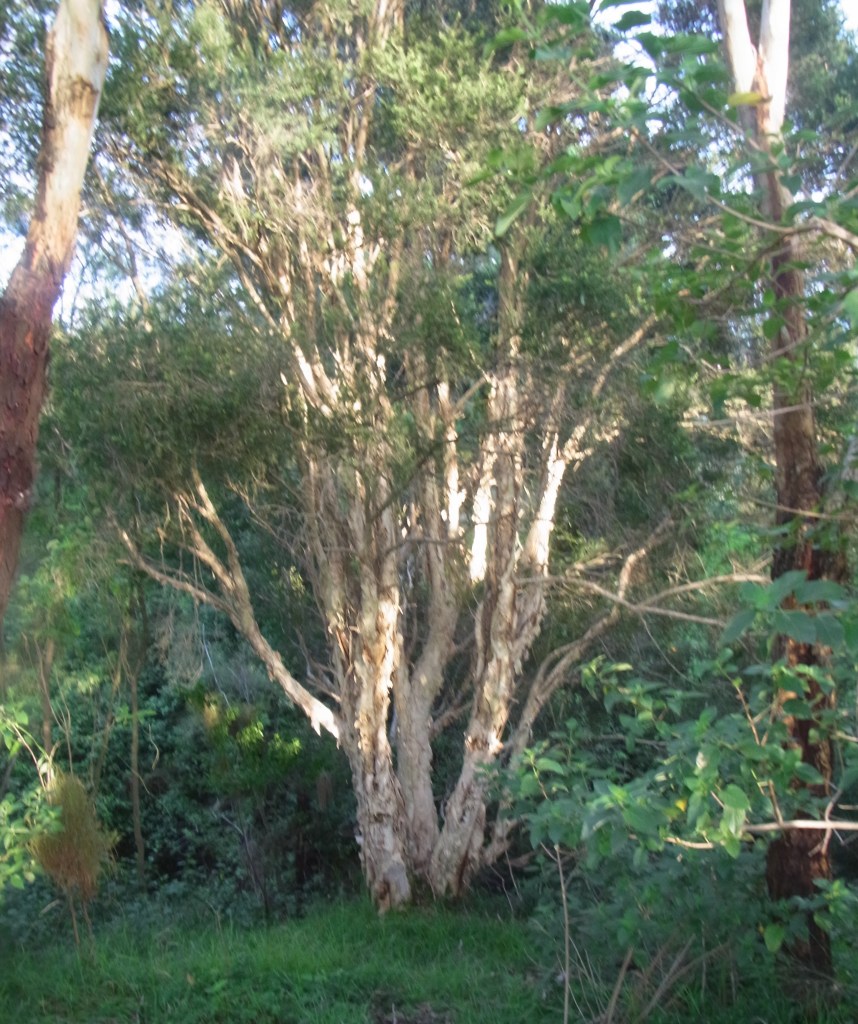A tree in the vicinity of the creek