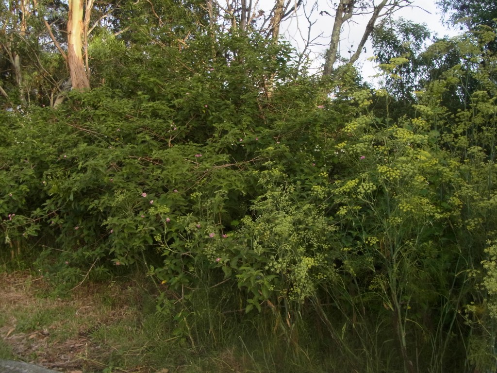Some of the lantana and wild fennel that grows near the footpath.
