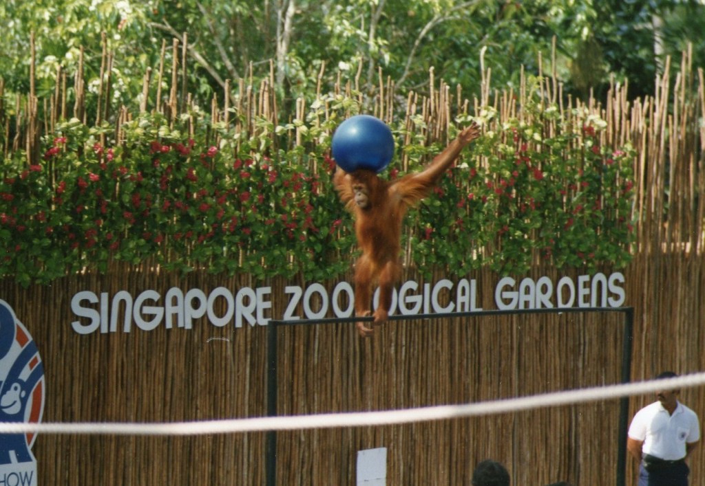 In Singapore we went to the Zoological Gardens. Peter and Caroline had breakfast with an Orangutan.