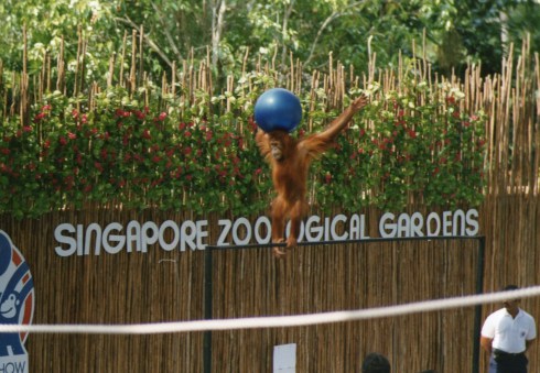 In Singapore we went to the Zoological Gardens. Peter and Caroline had breakfast with an Orangutan.