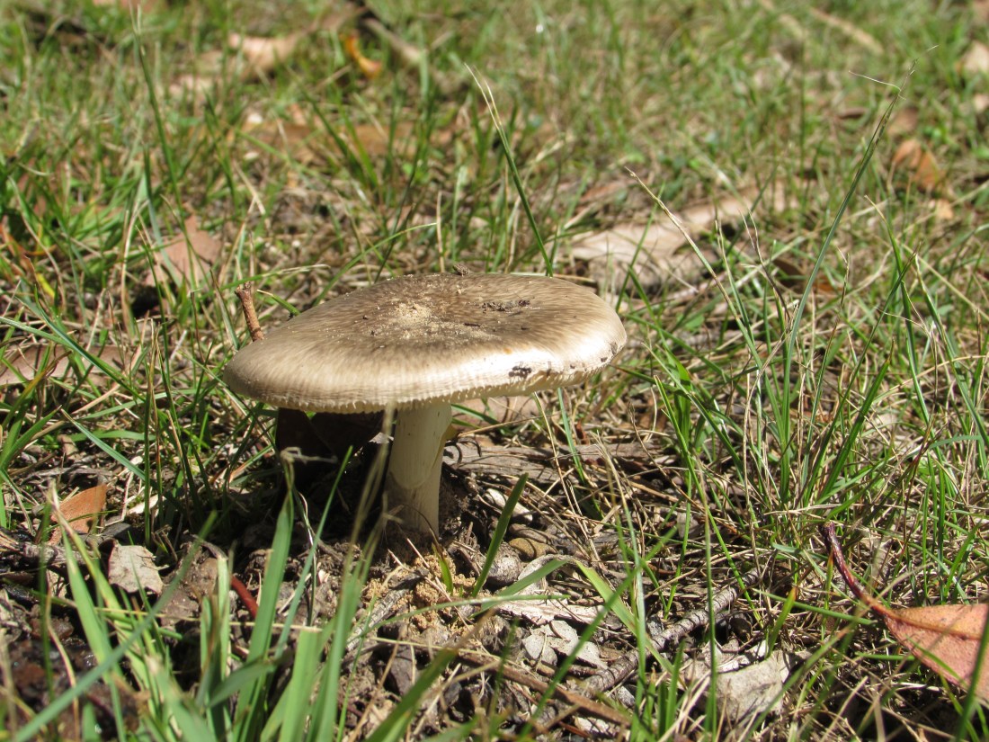 Peter took this picture crawling up close to it. I wonder what sort of mushroom it is.
