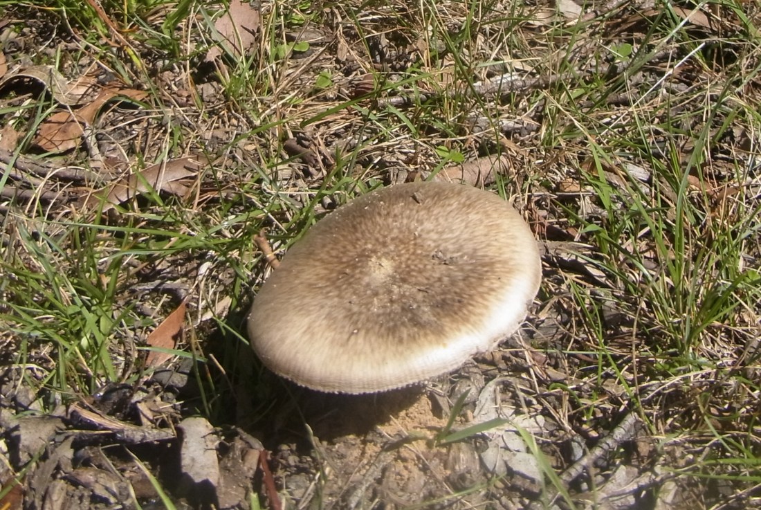 Ah, this is what he had been looking at!