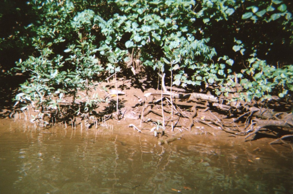 This is what the edge of the river looked like with crocodiles lazing about.