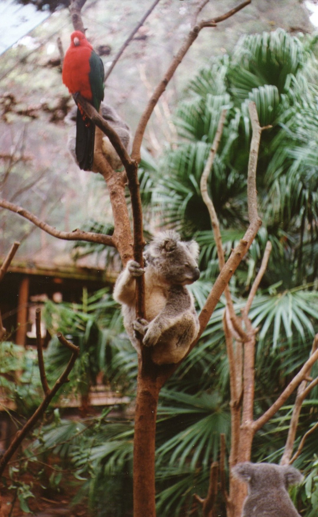 This is one of the photos that Peter took at Blackbut in Newcastle.