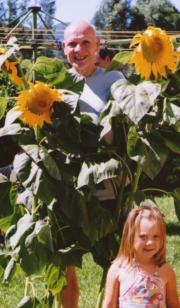 This photo was taken around Christmas  2OOO. Krystal wonders what Granddad is going to do with these sunflowers that grew in his garden.