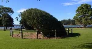 Isn't this a remarkable tree?