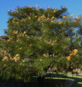 Here's another tree with bottle brushes!