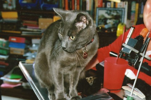 Blackie, the kitten, grew into this.