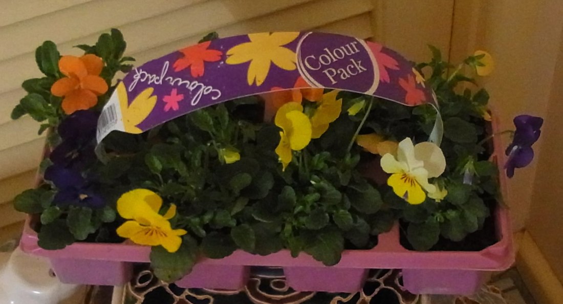 First of all some flowers from the garden section