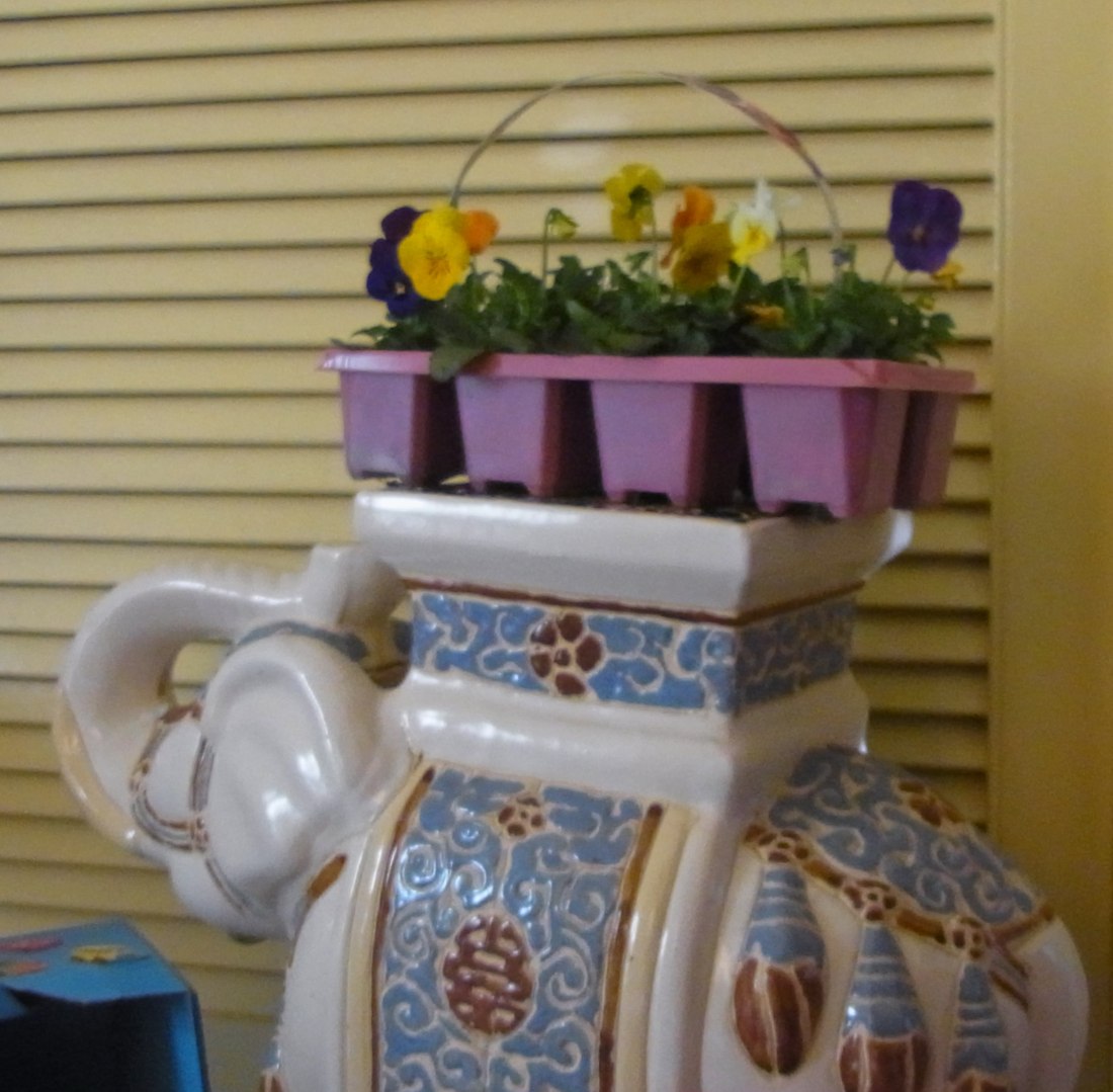 For the time being our little elephant is carrying the newly purchased little plant. Soon we are going to plant the out for a bit of spring colour.