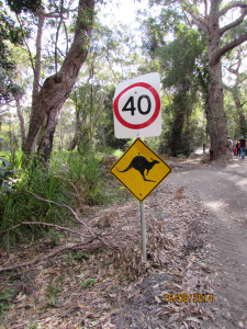 Kangaroo could break suddenly out of the bushes.