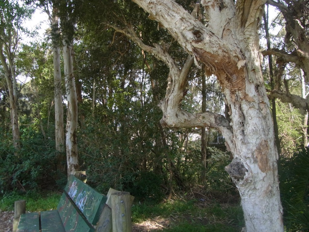 Most Mornings I walk as far as to this bench.
