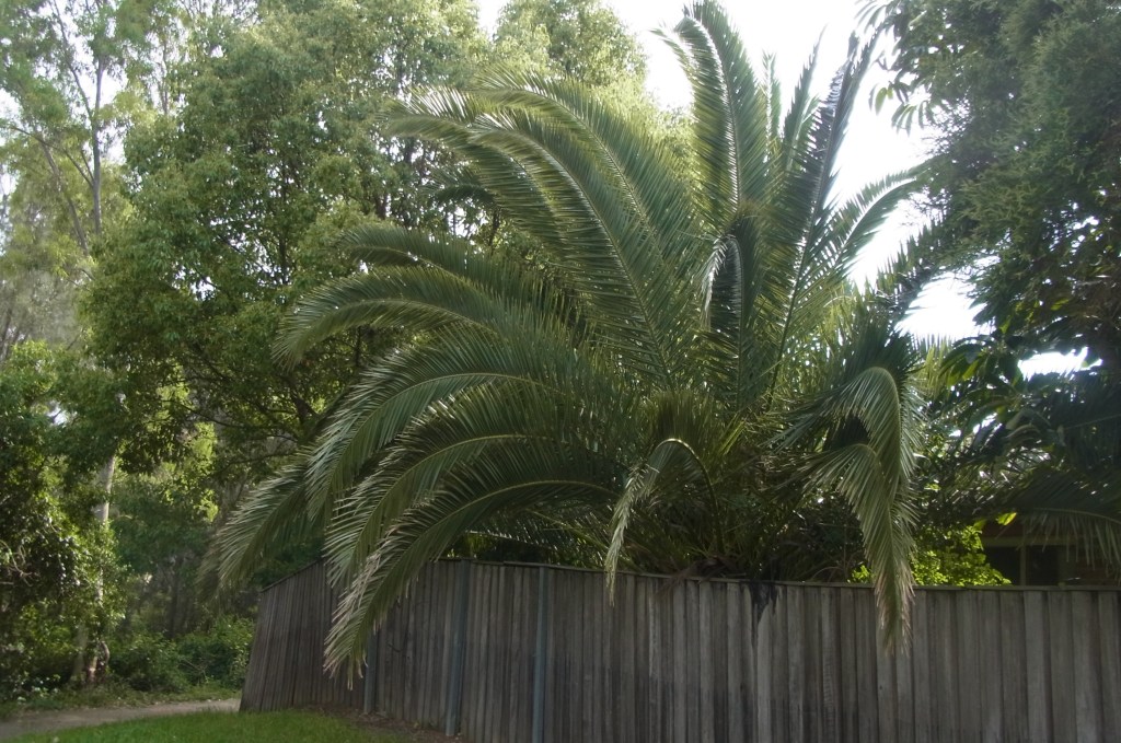 Maybe this Palm Tree grew even a bit more by now?