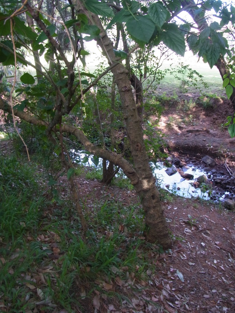 This is the trunk of a Mulberry Tree.