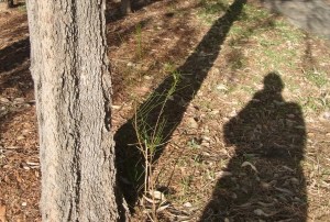 This might grow into a big tree if nobody cuts it down.