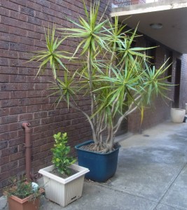 These are Martin's plants near the entrance door to his unit.