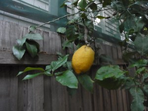 This was a very ripe one. We made good use of it!