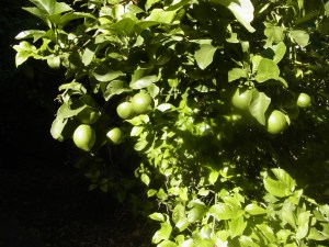 The lemon tree was full of lemons!