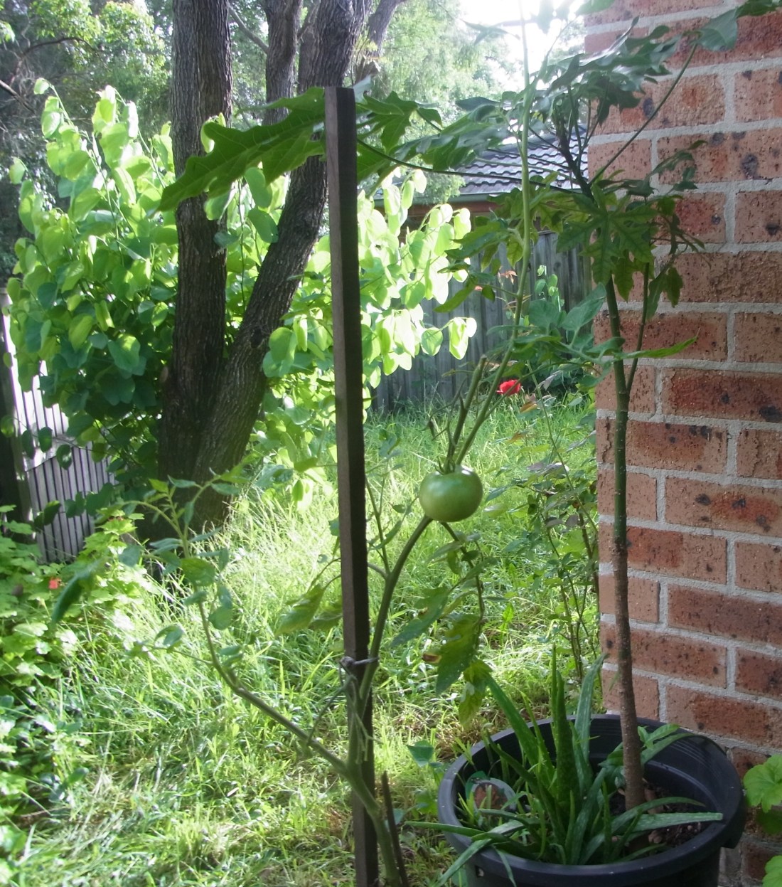 We are looking forward to harvest this tomato!