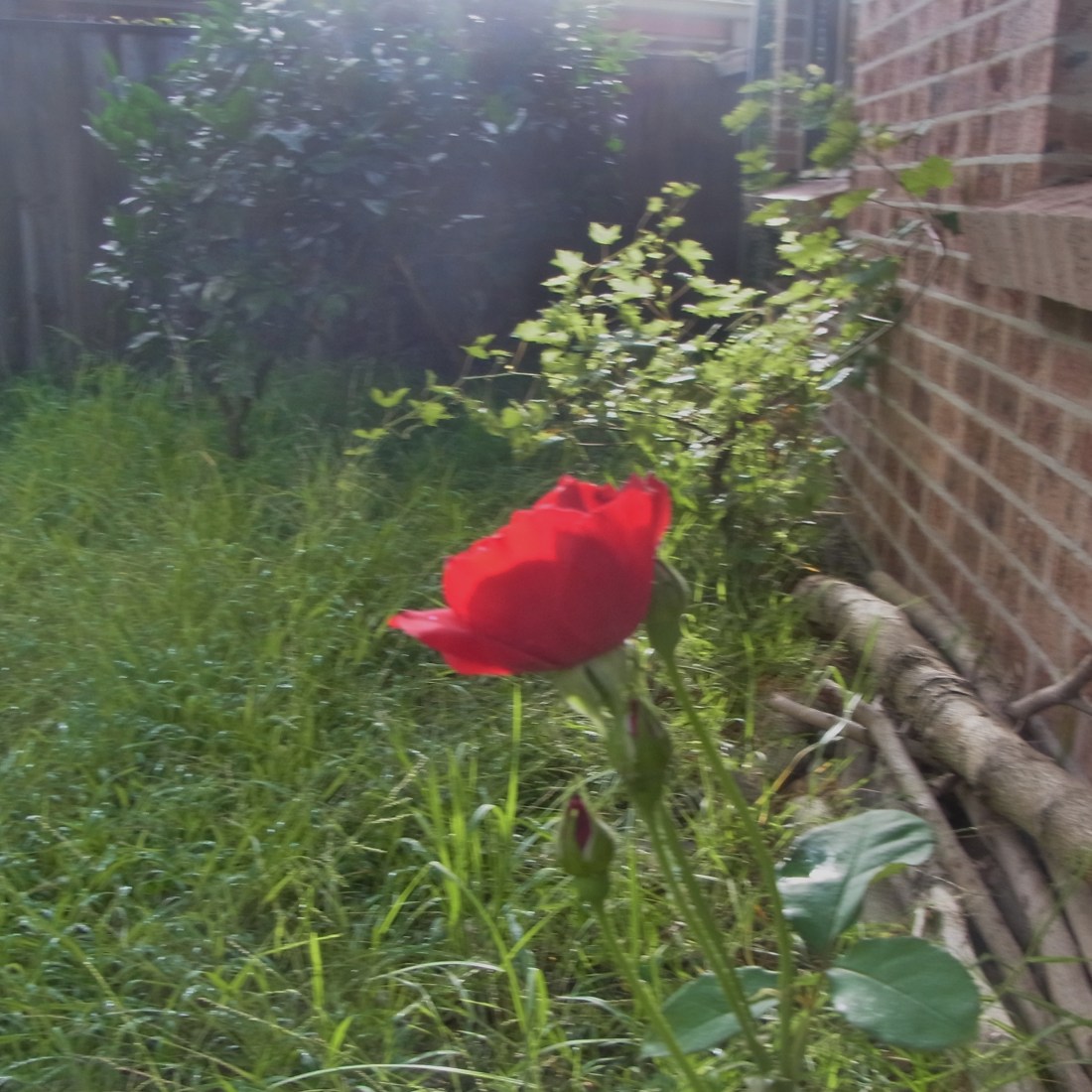 This lonely rose decided to delight us with its colour.
