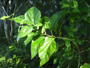 Large  leaves but no more berries