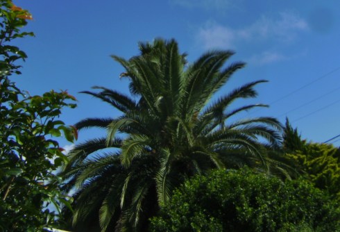 This is what I noticed in one of the neighbouring gardens 