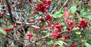 Peter took this picture near BELVOIR Theatre on Sunday.
