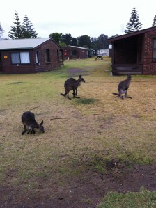 In Aug 2014 we were at Sussex Inlet and saw there a lot of kangaroos.