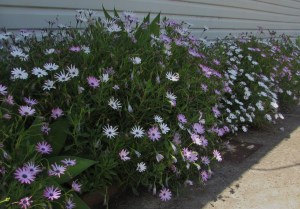 Some flowers near the entrance to the club.