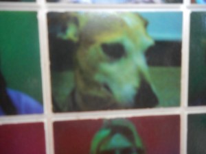 This is a picture of Gaby's dog.