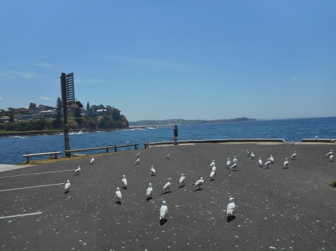 Peter fed the rest of my fish to the seagulls. Here they've had already their fill.