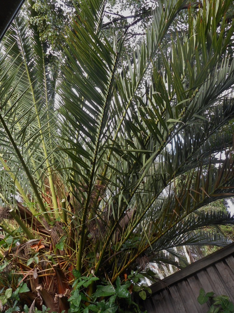 What a huge tree it has become!