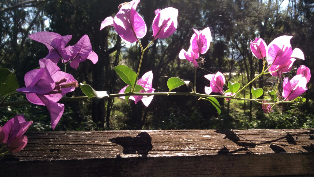 A recent picture of our Bogainvillea