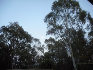 This is where I cropped the Moon Picture from.