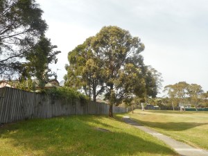 This tree is in Lakelands Park.