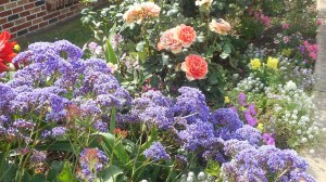 I saw these flowers on my walk.