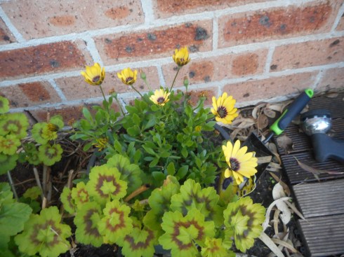 I am happy that some new yellow flowers appeared on the South side of our house. 