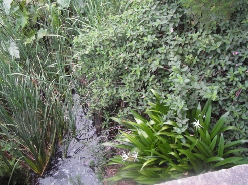 This is what I see looking down from the bridge where the creek should be!