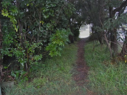 Some Footpaths in Cambridge Road remind me a bit of the tracks we used to walk along at Sussex Inlet.